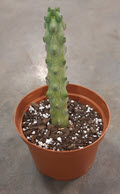 6" Cactus Booby Cactus